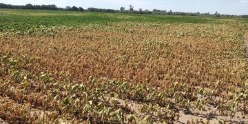 sequia campo ola de calor