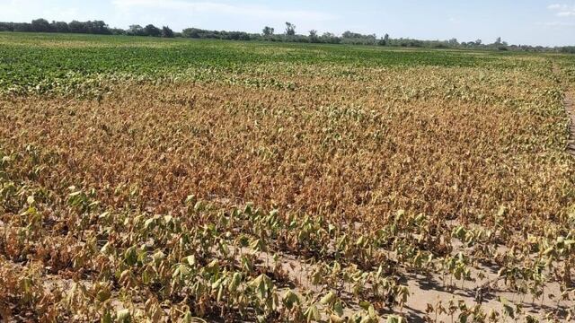 sequia campo ola de calor