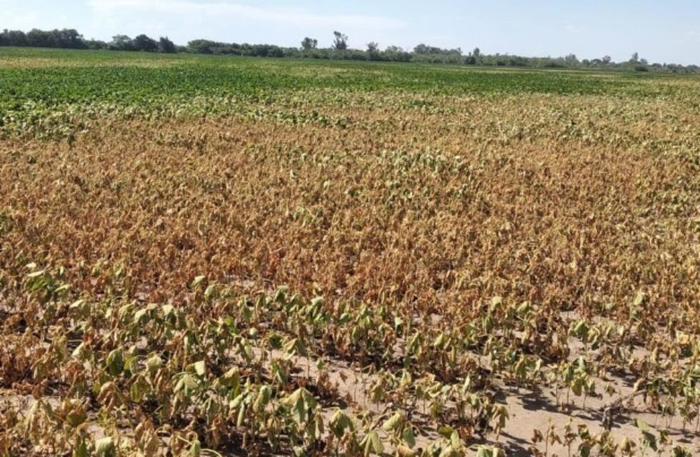 Prorrogan y amplían del Estado de Emergencia y Desastre Agropecuario en la provincia de Santa Fe: incluye el departamento Castellanos