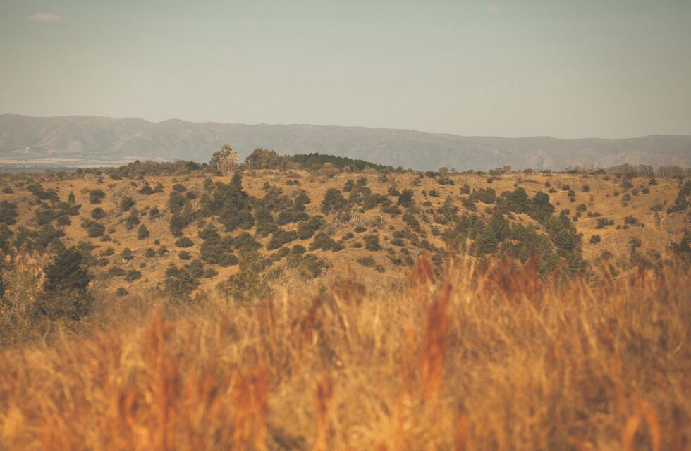 Sorpresa en Córdoba: grabaron a un majestuoso animal en peligro de extinción