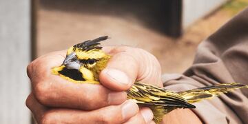 Cardenales amarillos.