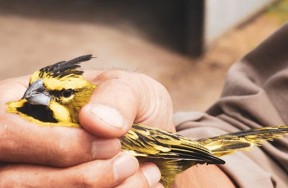 Control de fauna silvestre: rescatan 27 cardenales amarillos y evalúan su liberación a su lugar de origen
