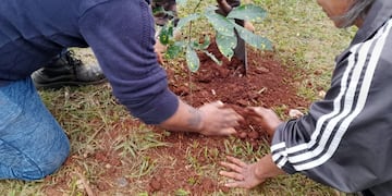 Jornada de plantación de árboles nativos en Puerto Iguazú.