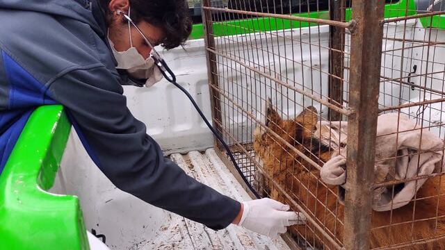 Falleció la aguará guazú rescatada en cercanías a Río Ceballos y trasladado a la Reserva Tatú Carreta.