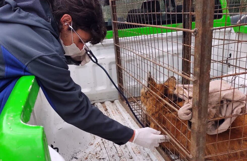 Falleció la aguará guazú rescatada y trasladada a la Reserva Tatú Carreta
