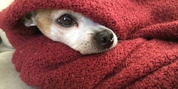 Perros y gatos pueden sufrir el frio extremo