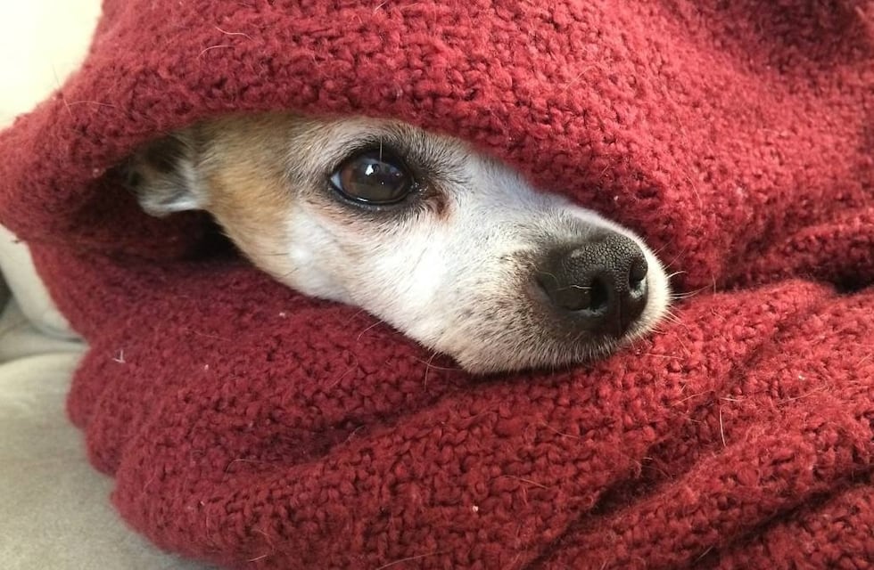 Dónde tienen que dormir los perros cuando hace frío, según los expertos