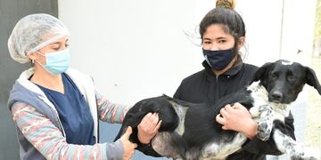 Campaña de castraciones en Soldini