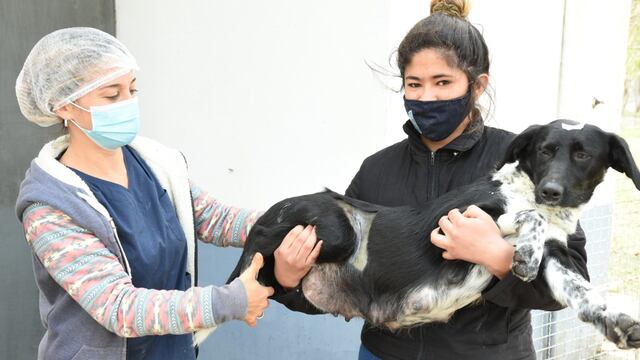 Jornada especial de castraciones en ARPA