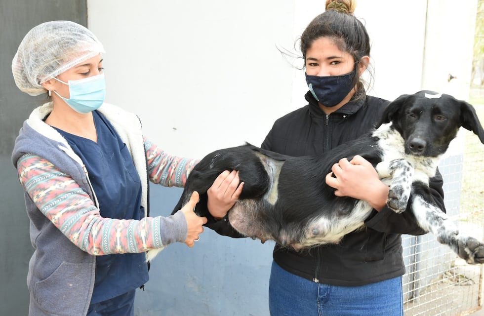 Nueva jornada especial de castraciones en ARPA