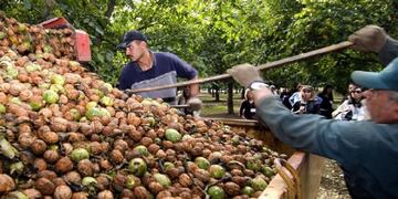 Los trabajadores temporarios del sector de la cosecha de la nuez serán uno de los que podrán ser beneficiados con el Programa Nacional Intercosecha. Gentileza MG