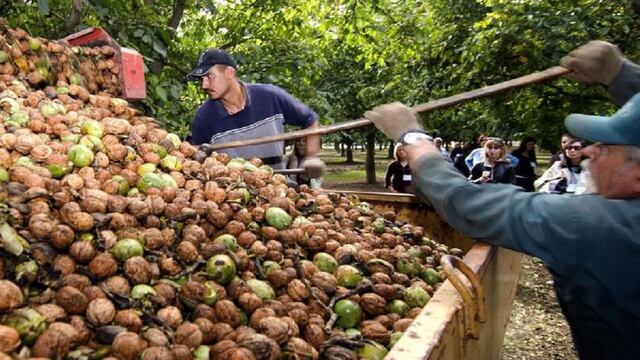Los trabajadores temporarios del sector de la cosecha de la nuez serán uno de los que podrán ser beneficiados con el Programa Nacional Intercosecha. Gentileza MG