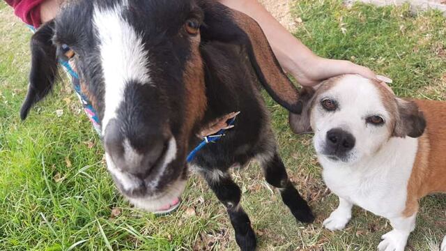 Una cabra de Neuquén es furor en Tik Tok por sus graciosos videos