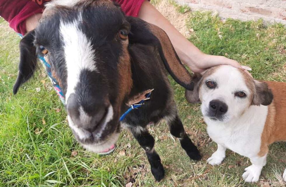 Una cabra de Neuquén es furor en Tik Tok por sus graciosos videos