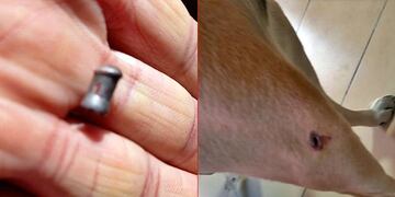 Balearon la casa de un periodista e hirieron a uno de sus perros