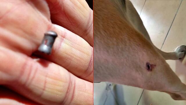 Balearon la casa de un periodista e hirieron a uno de sus perros