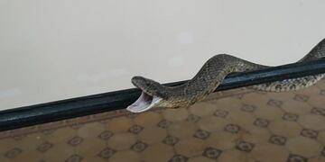 El animal estaba en el patio de una vivienda.