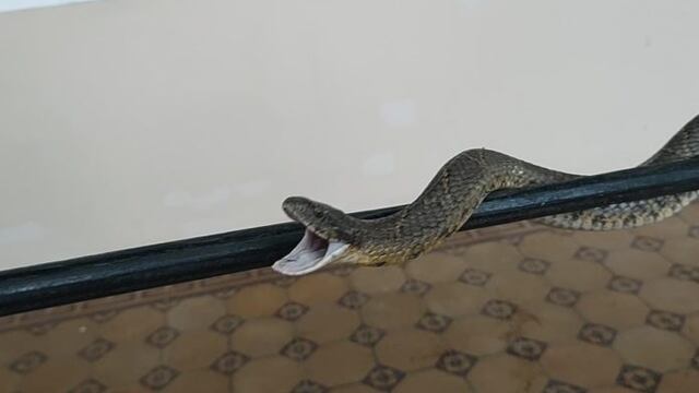 El animal estaba en el patio de una vivienda.