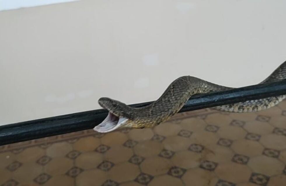 Susto en Carrara de Horizonte: apareció una falsa yarará en un domicilio