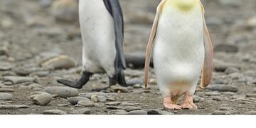 Según biólogos expertos en el tema se podría tratar de una especie de albinismo o leucismo.