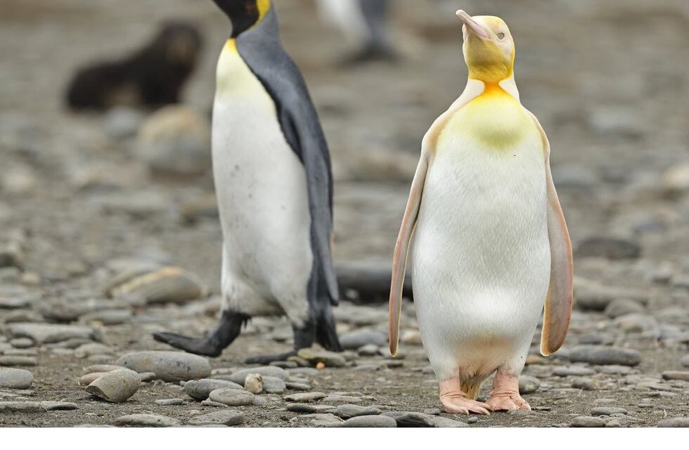 Avistaron por primera vez a un pingüino amarillo en la Antártida