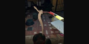 La serpiente hallada en una vivienda de la ciudad de Córdoba.