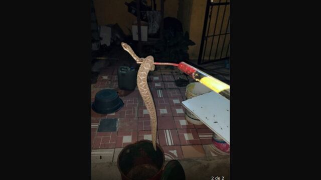 La serpiente hallada en una vivienda de la ciudad de Córdoba.