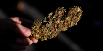 El Senado mexicano aprobó legalizar la marihuana recreativa - Foto: Francisco Guasco / EFE