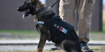 Caleta Olivia despide a "Tay", la primera can detectora de narcóticos.