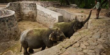 Los elefantes Pocha y Guillermina viven actualmente en el Ecoparque mendocino. Serán trasladadas a Brasil junto a otros dos comeñeros. Ignacio Blanco/Los Andes