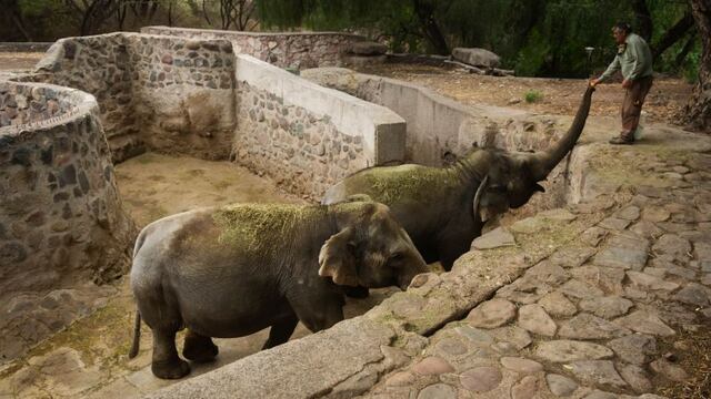 Los elefantes Pocha y Guillermina viven actualmente en el Ecoparque mendocino. Serán trasladadas a Brasil junto a otros dos comeñeros. Ignacio Blanco/Los Andes