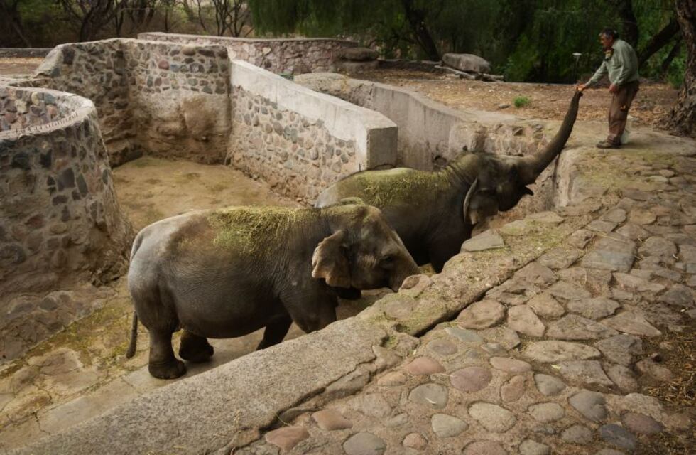Comienza el proceso de traslado de los 4 elefantes del Ecoparque a Brasil