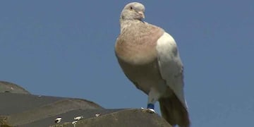 El animal fue usado para trasladar droga