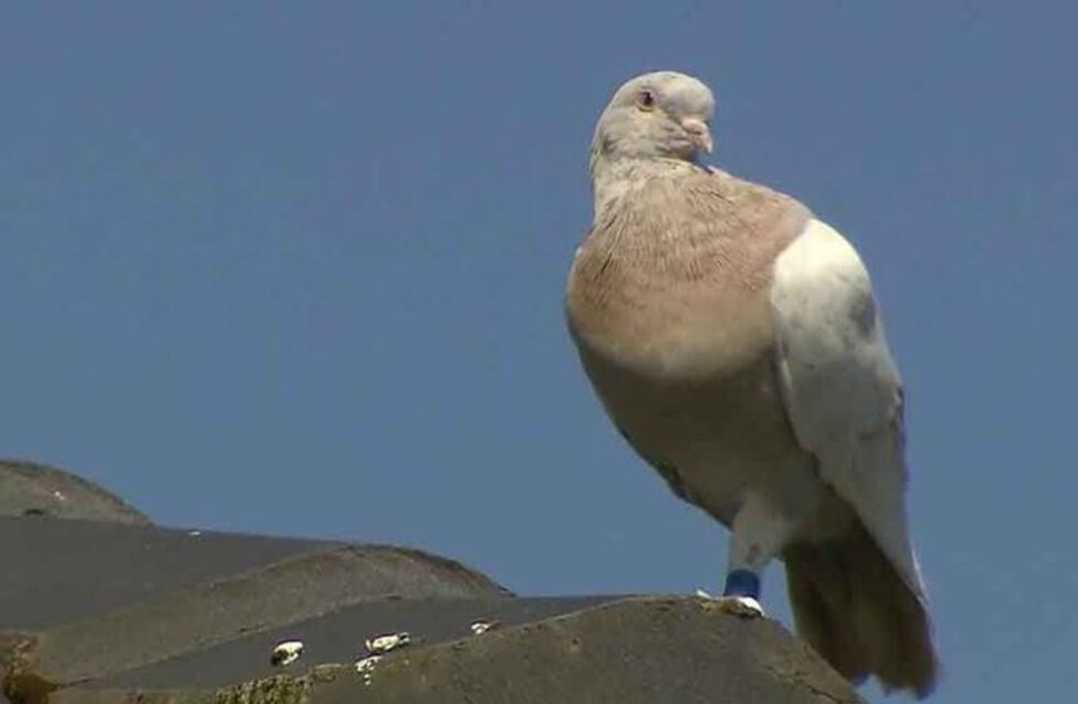 Insólito: encontraron y liberaron a una “paloma dealer” en la cárcel de Coronda