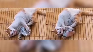 Mostró que su gato le trajo una bolsa llena de billetes y se volvió viral en TikTok.