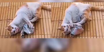 Mostró que su gato le trajo una bolsa llena de billetes y se volvió viral en TikTok.