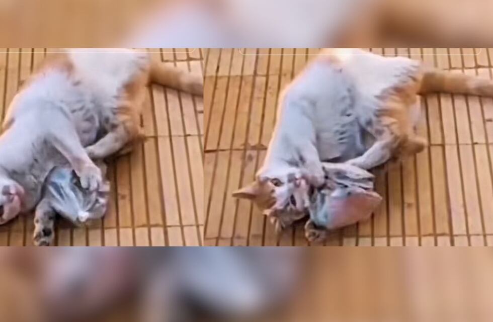 Mostró que su gato le trajo una bolsa llena de billetes y se volvió viral en TikTok