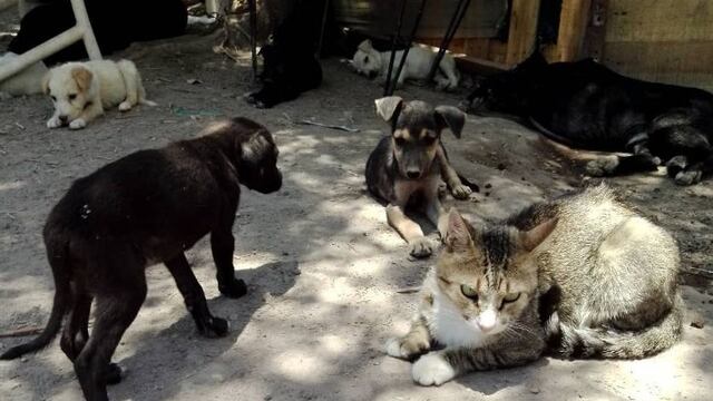 Vacunación antirrábica en Reta