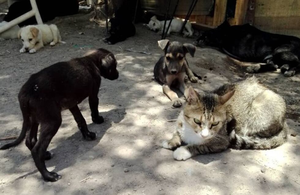 “La Casita de Tronquito”, el refugio de perros y gatos que busca un lugar propio