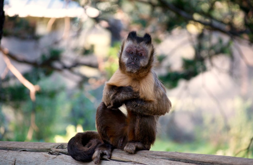 Proyecto Carayá: conservación y protección de una especie de monos en extinción