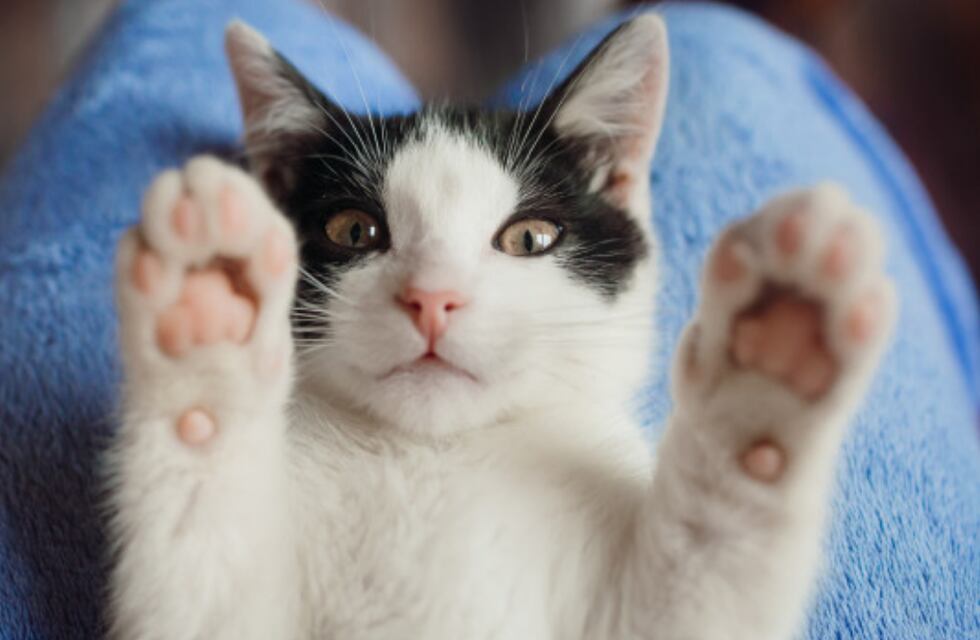 Cinco razas de gatos perfectas para personas que sufren de alergias