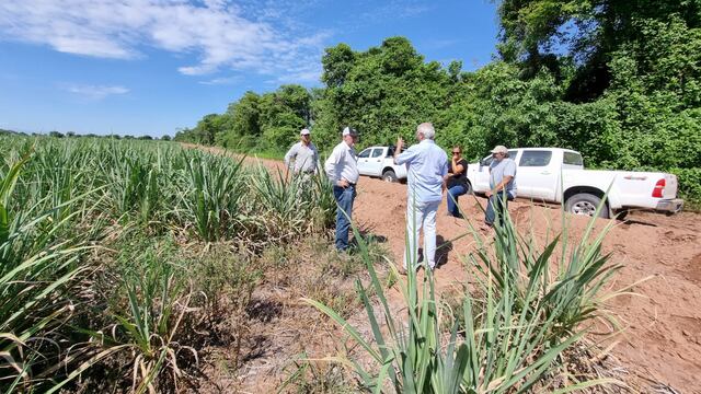 Tierra seca y cañaverales de escasa altura,  señales claras del impacto de la sequía en los campos de Jujuy.