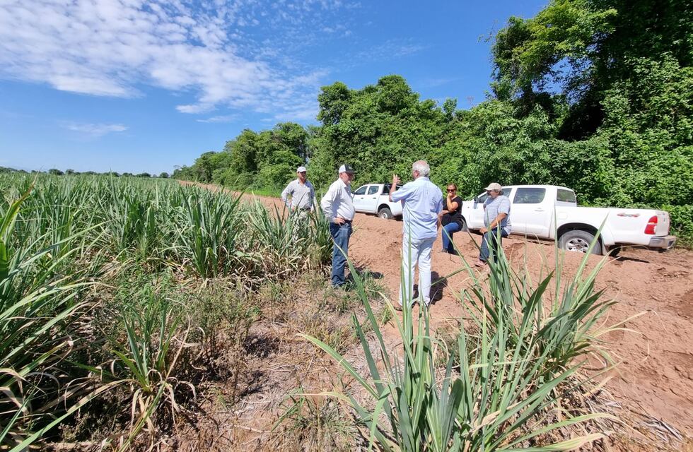 Otro sector en crisis: cañeros de Jujuy y Salta se declararon en “estado en alerta”