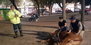 Un ternero escapó de un camión y generó caos en las calles de Corrientes.