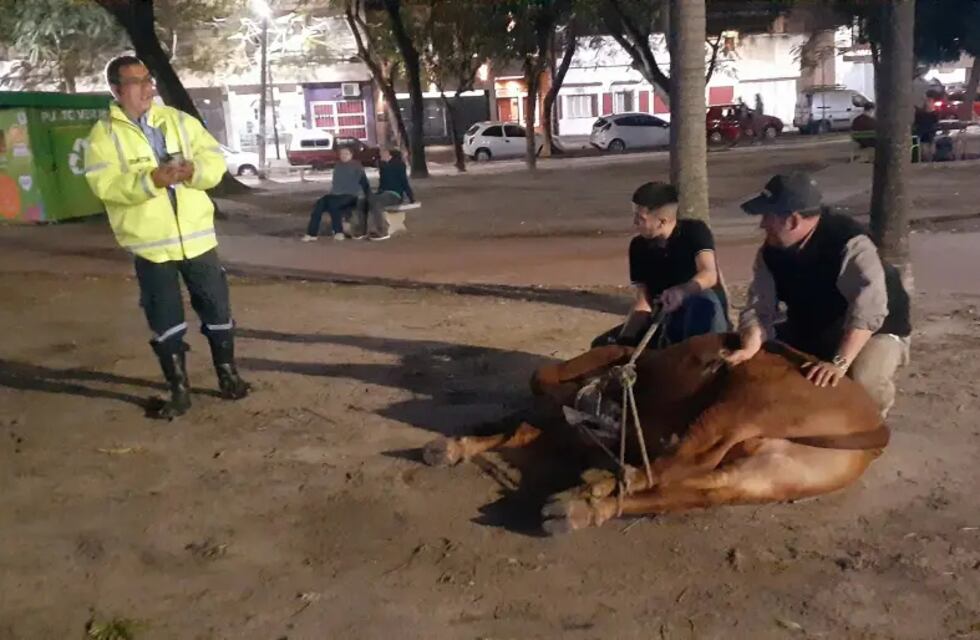 Un ternero escapó de un camión, quedó suelto por las calles de Corrientes y el momento quedó grabado