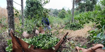 Trabajadores retenidos en Brasil: crece la preocupación por la migración rural desde Misiones.