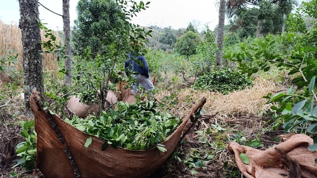 Trabajadores retenidos en Brasil: crece la preocupación por la migración rural desde Misiones.