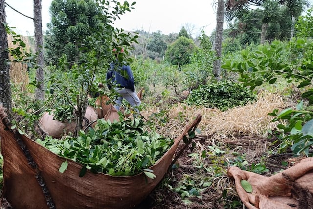 Trabajadores retenidos en Brasil: crece la preocupación por la migración rural desde Misiones.