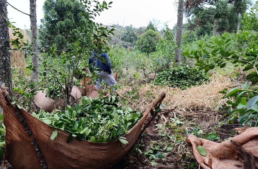 Trabajadores retenidos en Brasil: crece la preocupación por la migración rural desde Misiones