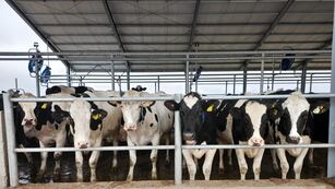 TAMBO ASOCIATIVO. El módulo para 300 vacas de la cooperativa Manfrey con robot de ordeñe. (Gentileza Manfrey)